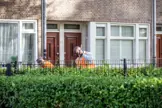 Irado medewerkers aan het werk in een tuin achter een heg
